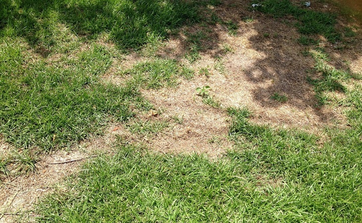 a patchy area of grass a patchy area of grass