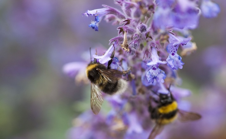 Bee visiting Nepeta flowers