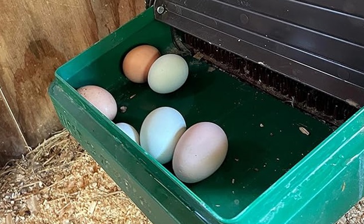freshly laid eggs in a nest box