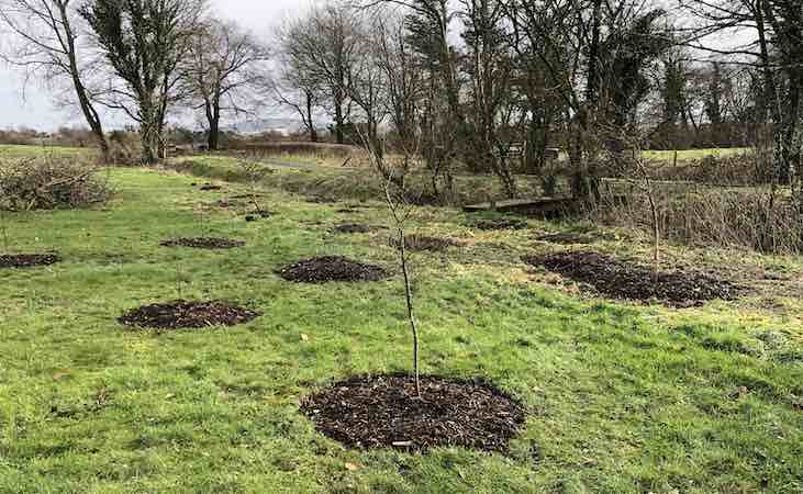 new birch wood plantings