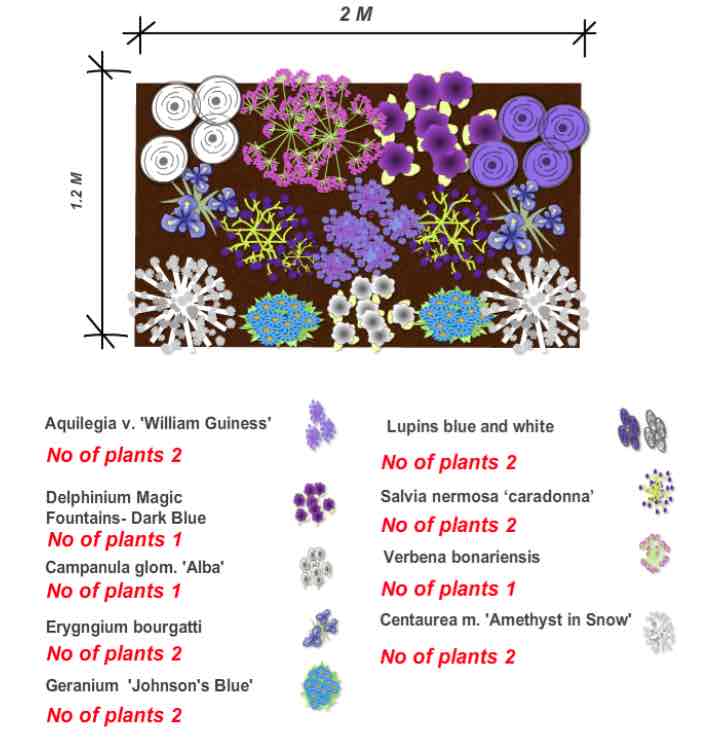 Cool border perennial planting plan