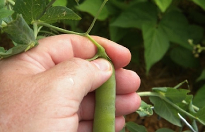 Carefully picking a pea pod
