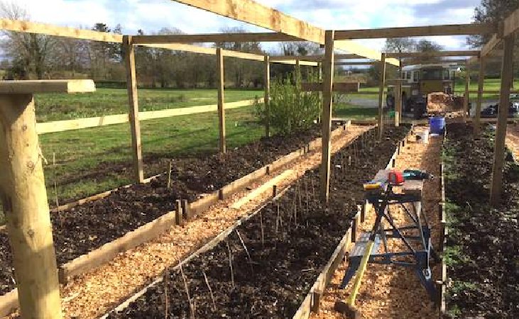 summer and autumn fruiting raspberries in a raised bed