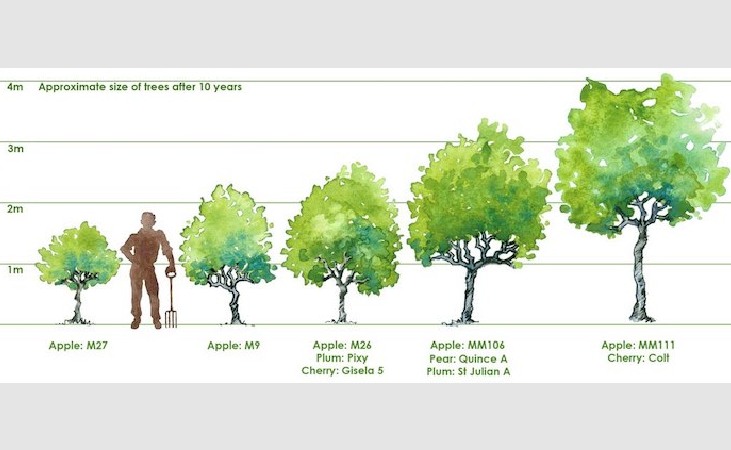 Size of apple tree at different stages of growth - a diagram