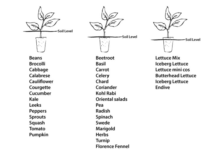 Guide to seedling plants and ideal soil level
