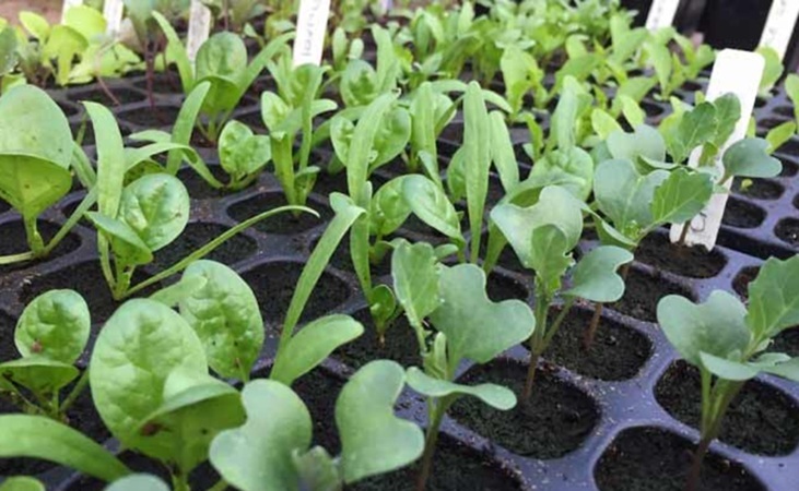 young seedlings in a modular tray