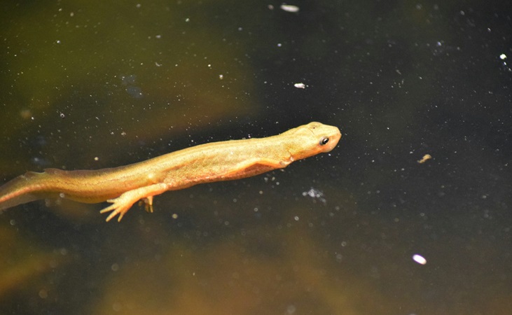 smooth newt smooth newt