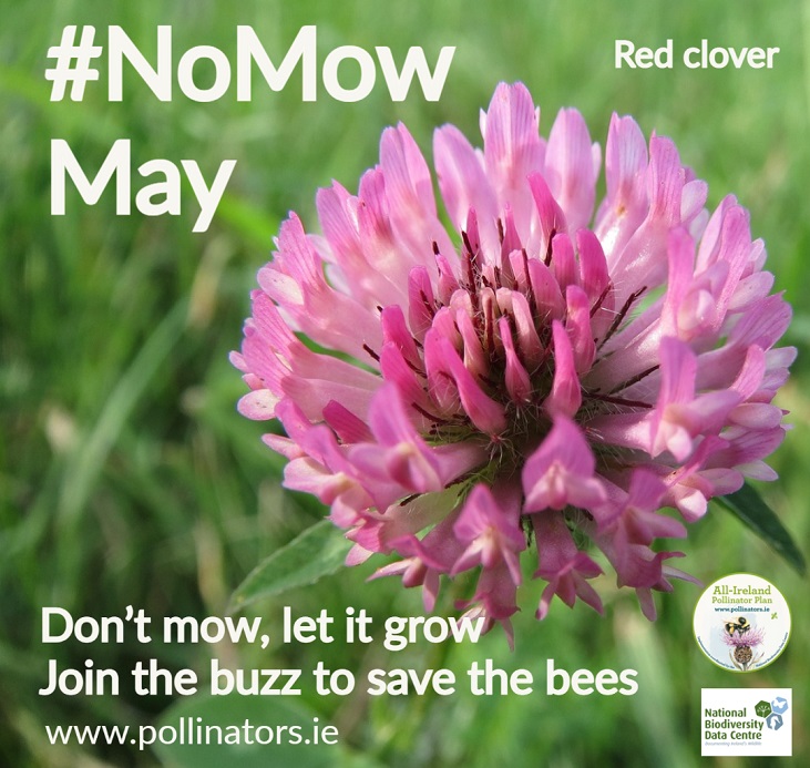 no mow may