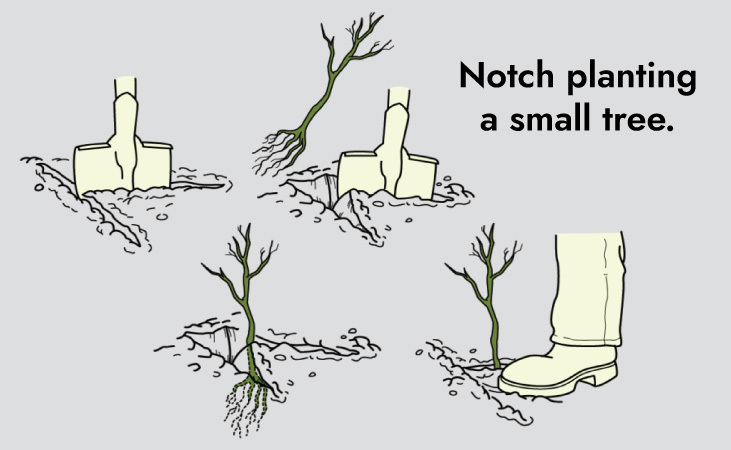 Notch planting a bare root tree