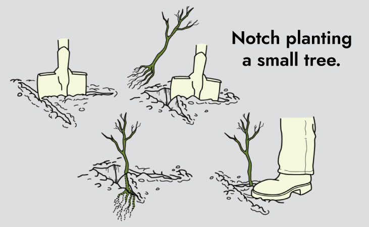 Notch planting a small tree: diagram