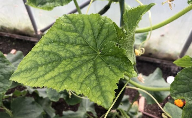 a cucumber showing nutrient deficiency a cucumber showing nutrient deficiency