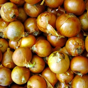 Autumn planted onion radar