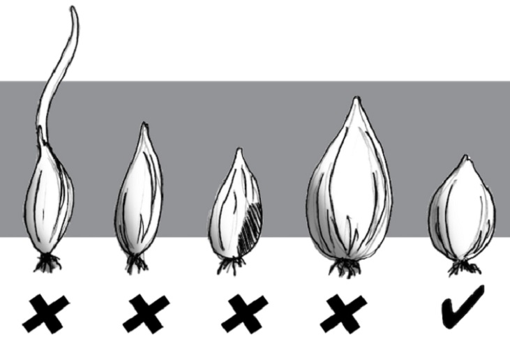 a visual guide to onion set sizes