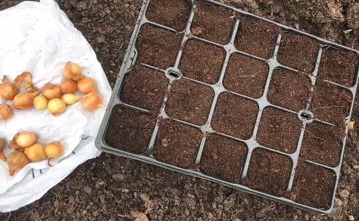 Onion sets and a modular tray filled with growing medium Onion sets and a modular tray filled with growing medium