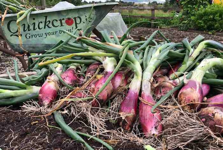 harvested red onions