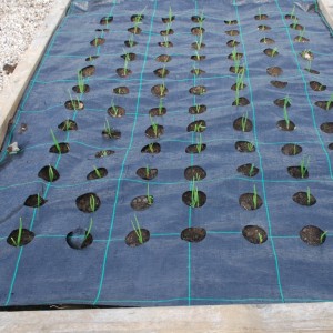 GrowGrid weed control system