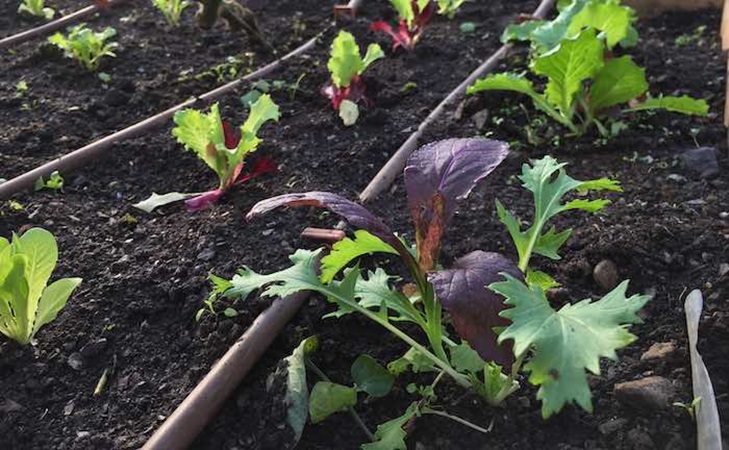 drip irrigation piping in polytunnel