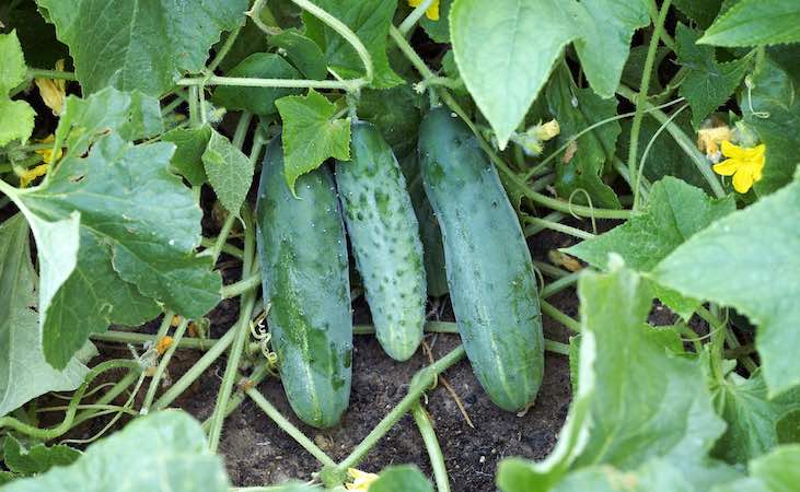 outdoor ridge cucumber