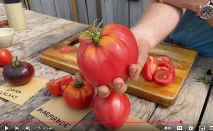 Ox Heart tomato