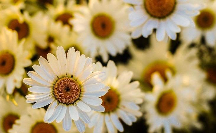 Ox Eye Daisy
