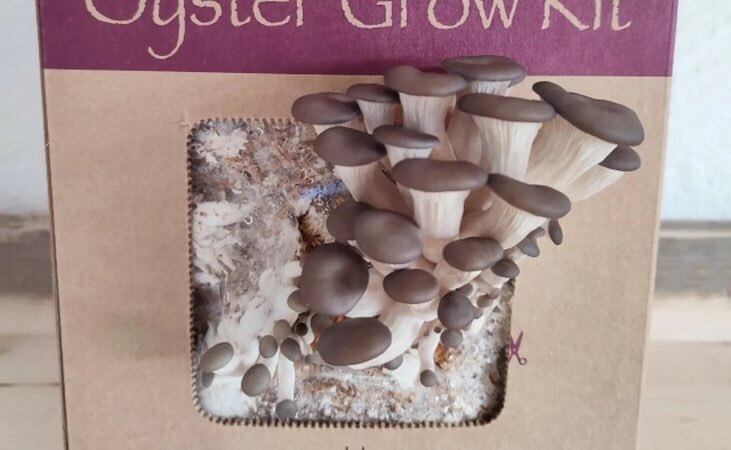 An oyster mushroom kit with mushrooms growing outwards An oyster mushroom kit with mushrooms growing outwards