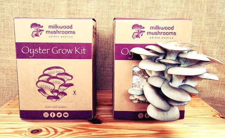 Oyster mushroom growing kit, before and after