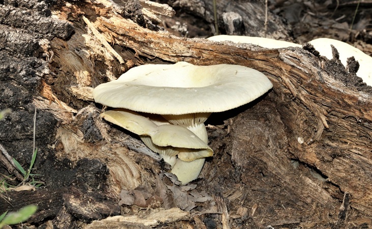 Oyster mushrooms growing from a rotten, fallen tree log