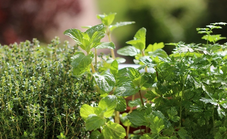 Parsley, mint, thyme