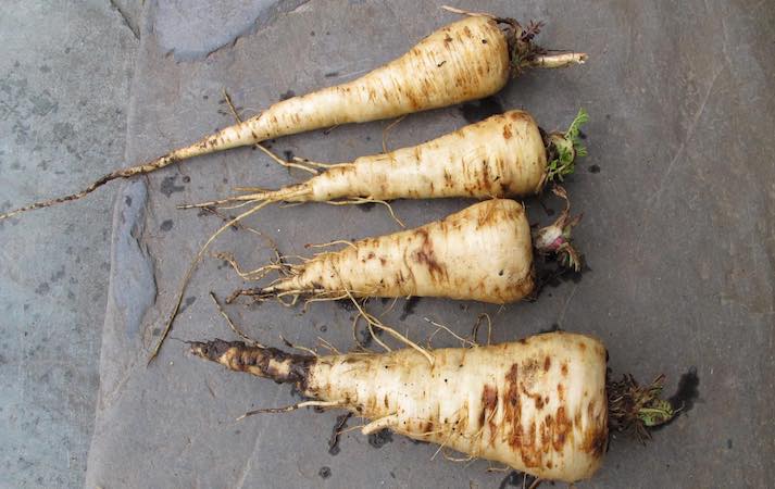 Harvested parnsip