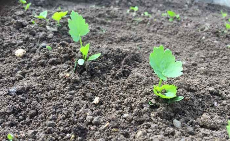 Parsnip seedlings