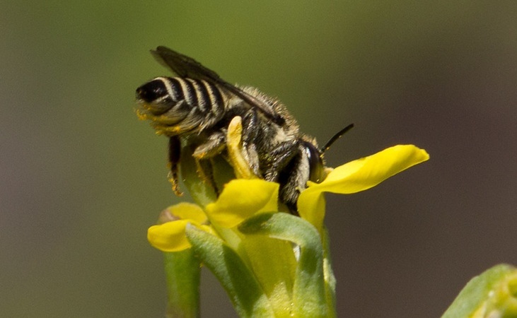a Leafcutter bee foraging