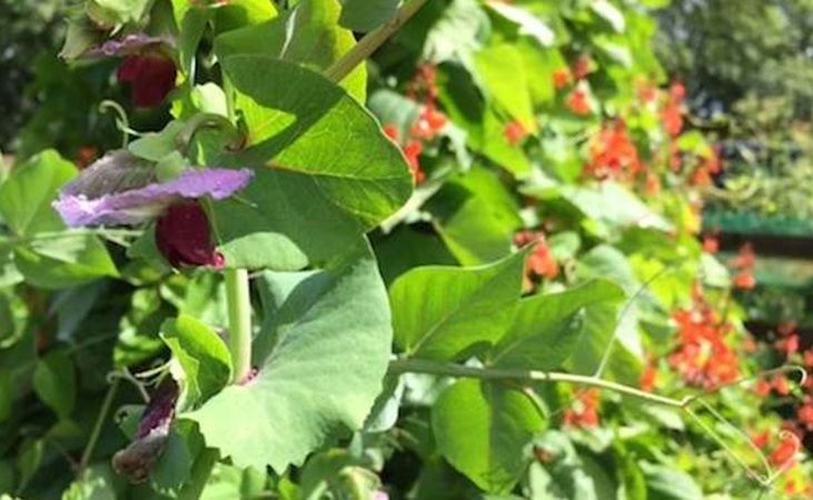 pea and bean flowers pea and bean flowers