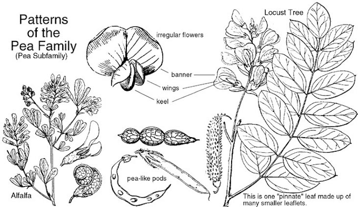 pea family diagram