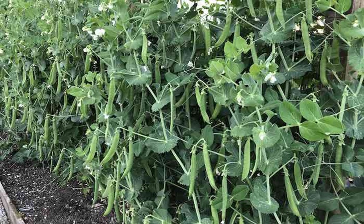Greenshaft pea Greenshaft pea