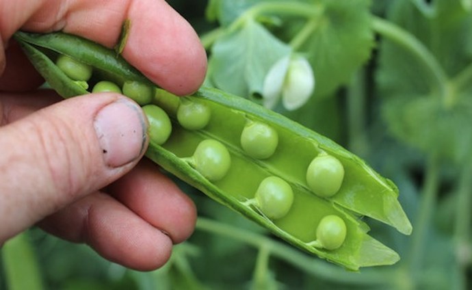 Maincrop pea greenshaft