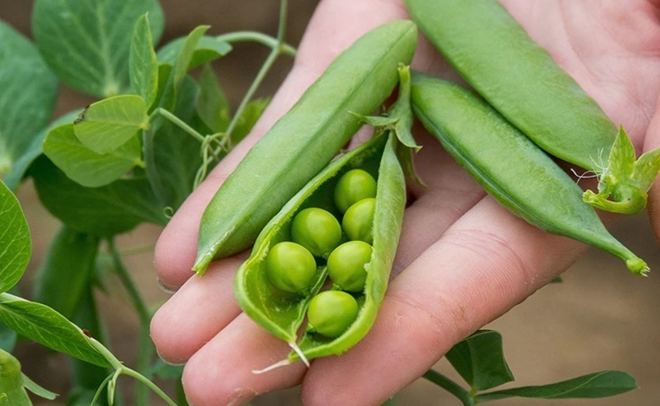Kelvedon Wonder peas Kelvedon Wonder peas
