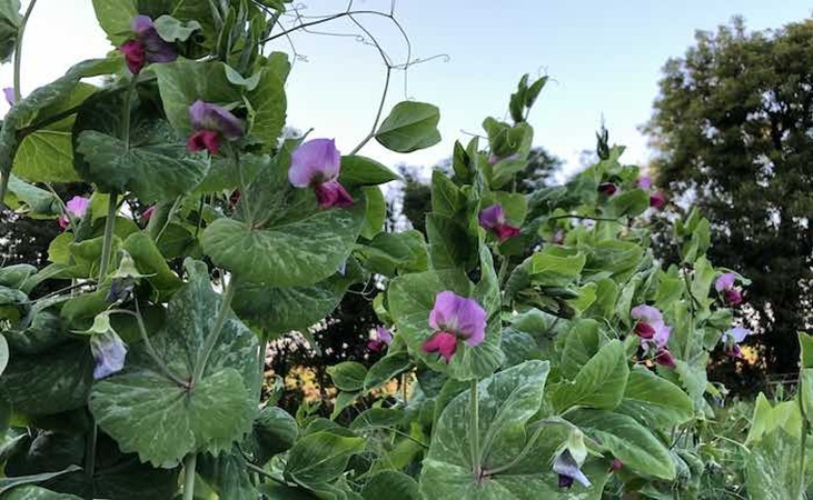 Pea Shiraz flowers Pea Shiraz flowers