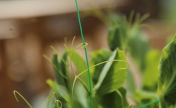 Pea tendrils