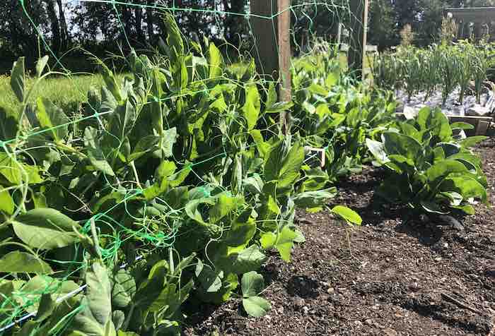 Greenshaft peas in vegetable garden