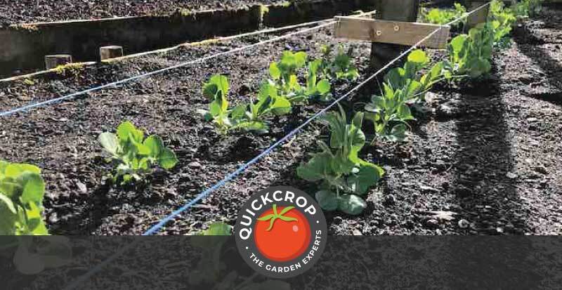 Peas growing in vegetable beds - header image with Quickcrop logo