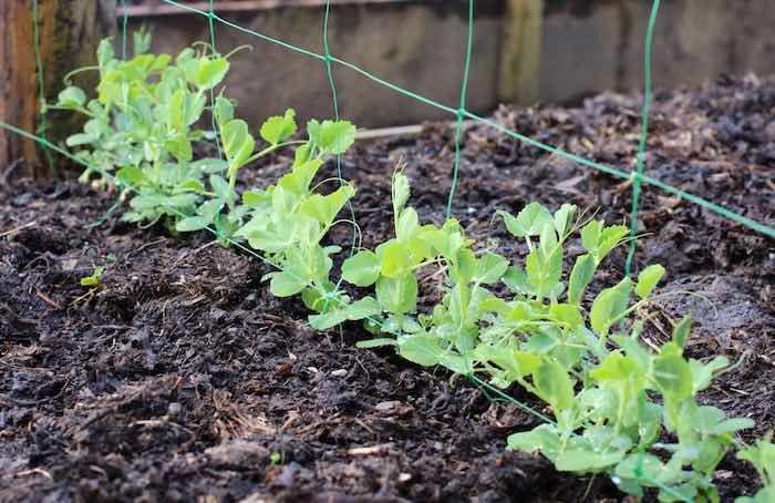 plants with netting