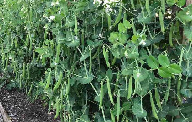 Peas growing in a spacious plot