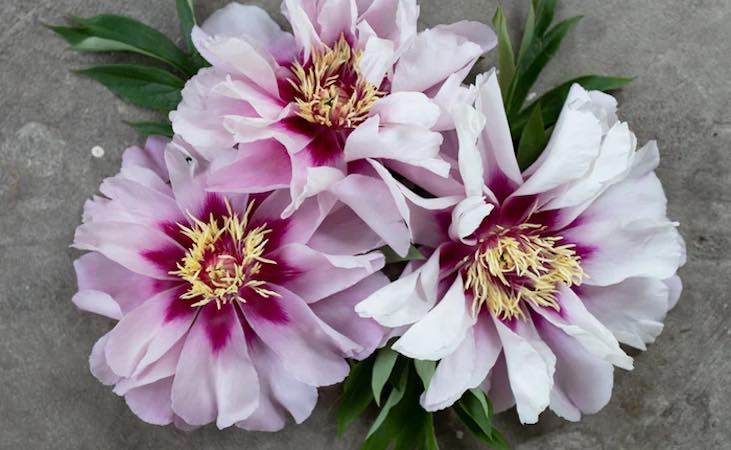 'Cora Louise' Peony