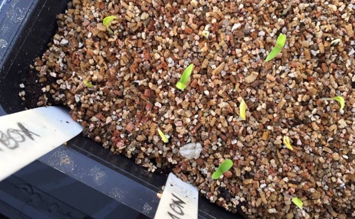 Pepper seedlings sown in a tray