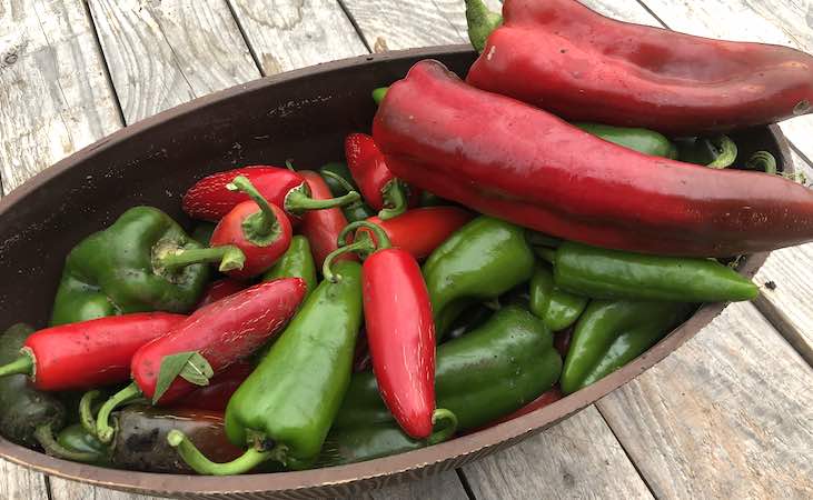 Marconi and jalapeno peppers