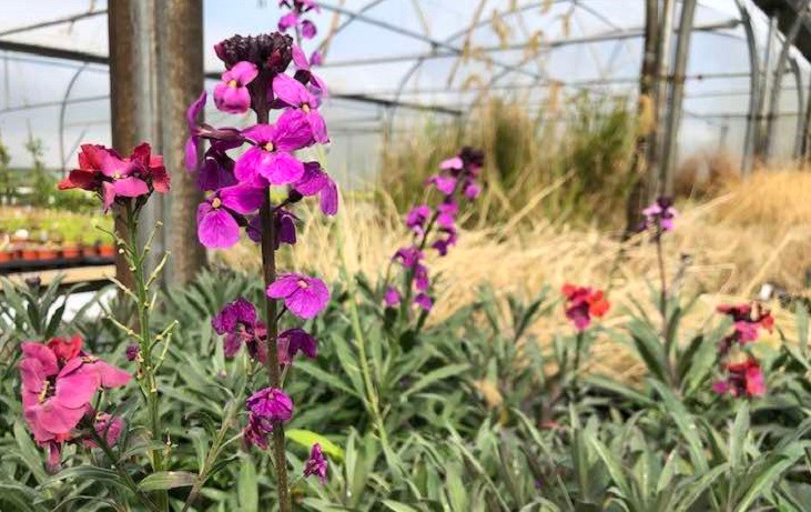 Perennials growing in the Quickcrop nursery