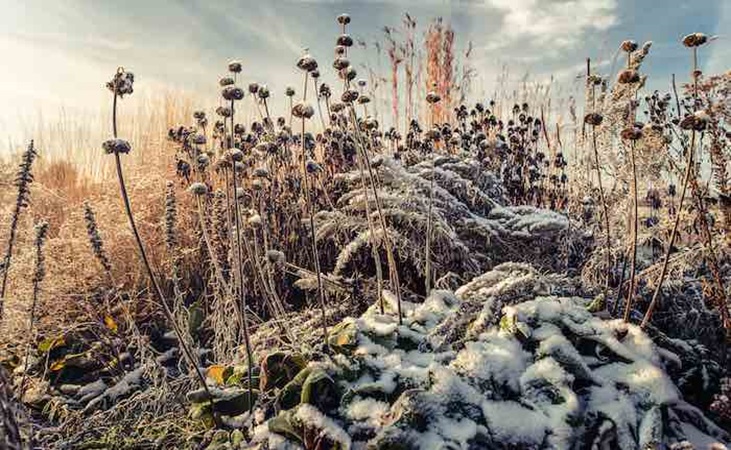 a blanket of frost over perennial plants