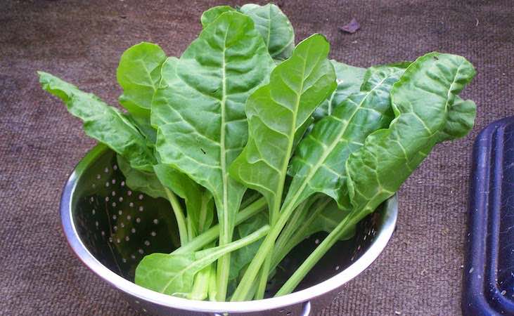 Harvesting perpetual spinach