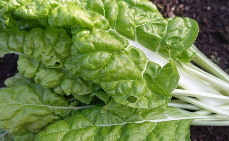 Lucullus perpetual spinach Lucullus perpetual spinach