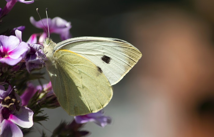 Pest control moths and butterflies